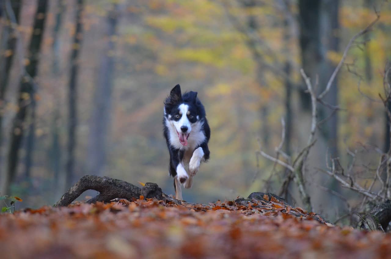 Perro corriendo en el bosque