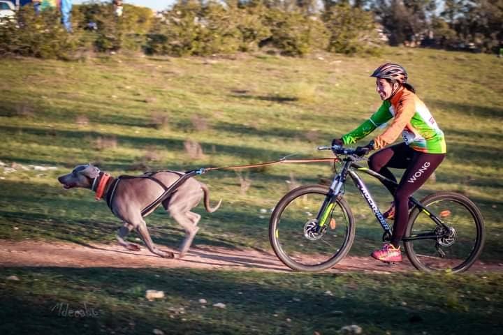 Ciclista practicando bikejoring. Practica canicross y bikejoring en Madrid